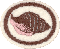 Conchas I (Moluscos)