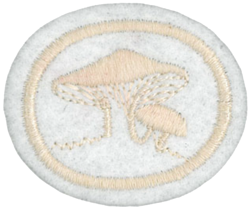 Hongos