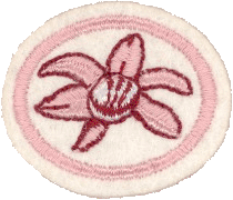 Orquídeas I