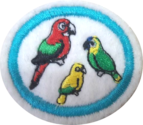 Papagayos, loros y pericos